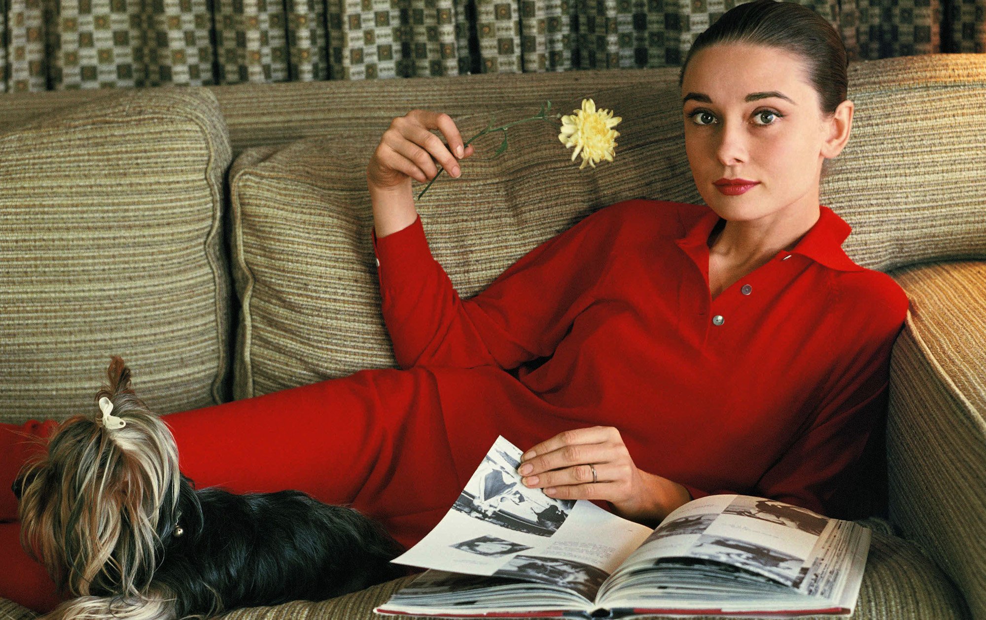 audrey-dog