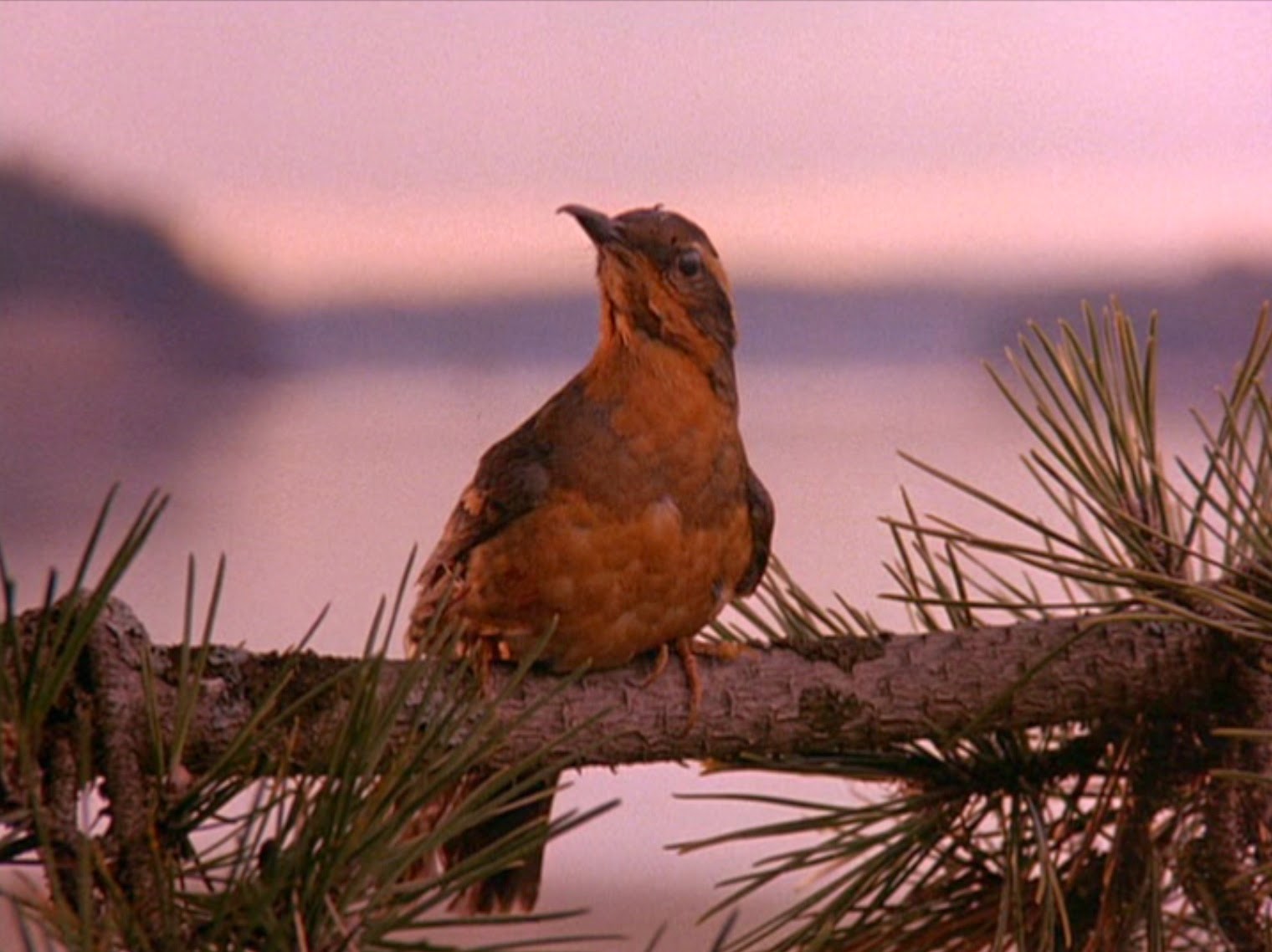 Twin Peaks bird