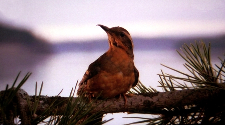 twinpeaks10