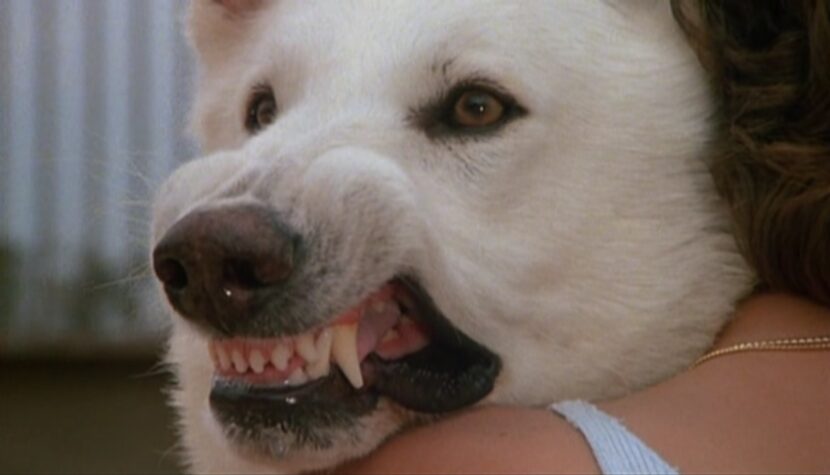 WHITE DOG. Metafora rasizmu