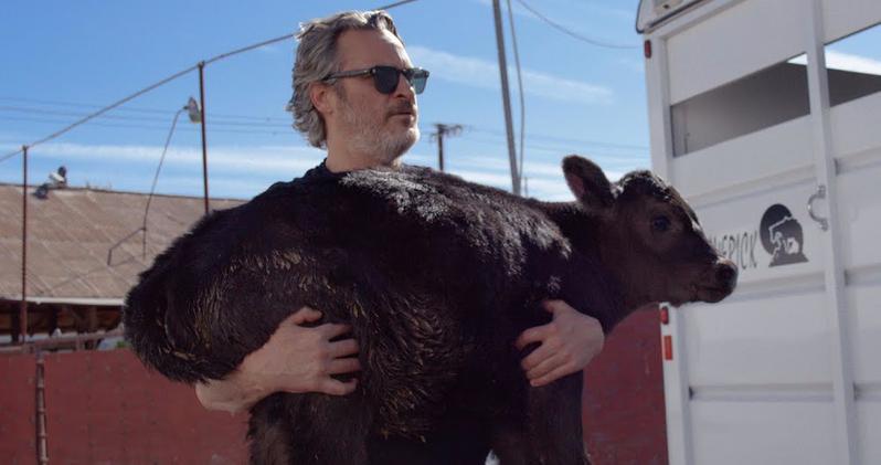 JOAQUIN PHOENIX dzień po Oscarach ratował krowę i cielaka