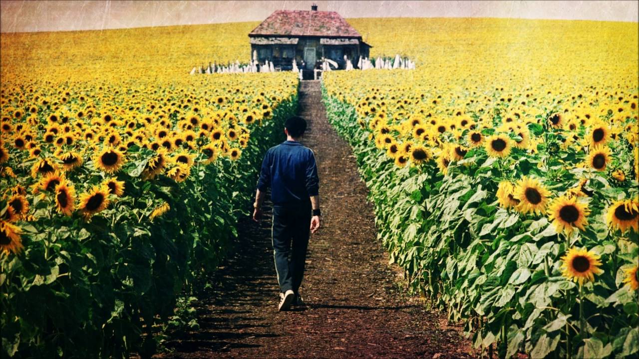 Everything Is Illuminated field od sunflowers