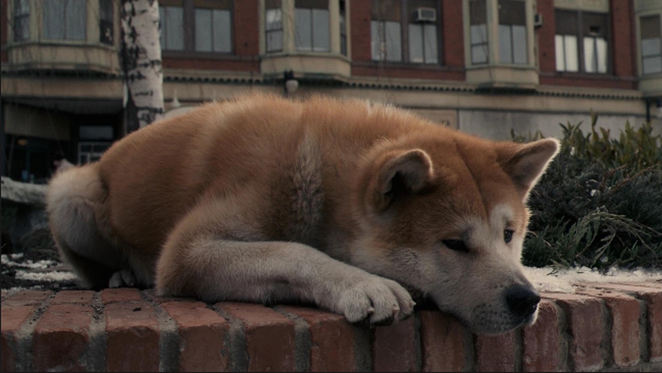 mój przyjaciel hachiko