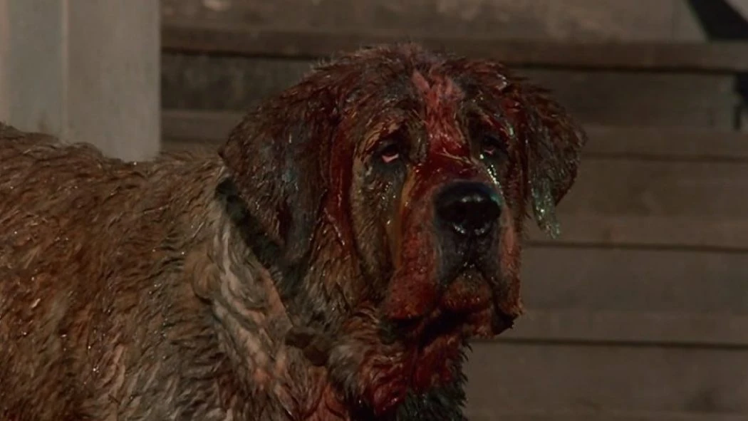 Powstanie nowa ekranizacja "Cujo" Stephena Kinga. Pierwszą nakręcono w latach 80.