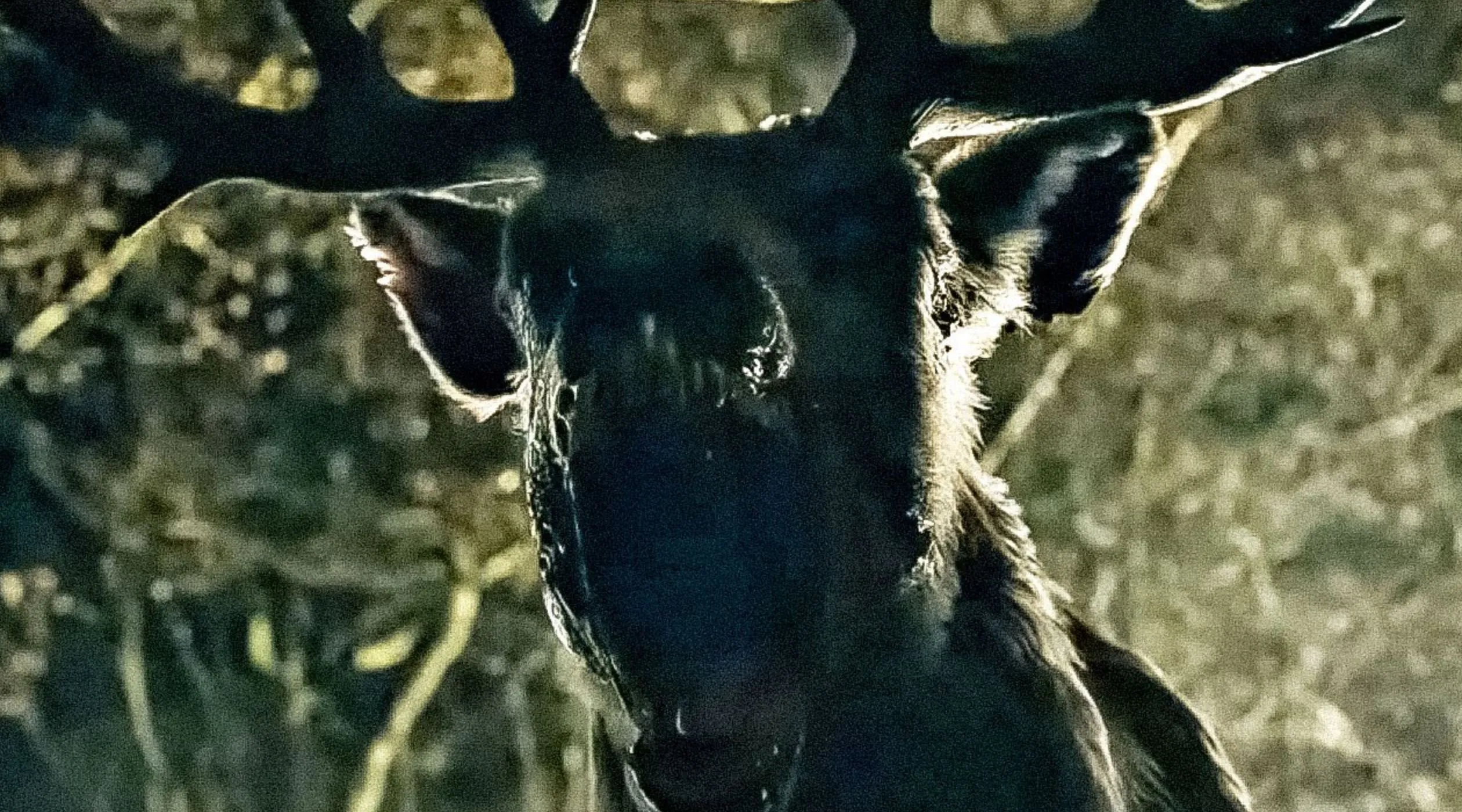 Zwiastun "Bambi: The Reckoning". Film należy do tego samego uniwersum, co "Puchatek: Krew i miód"