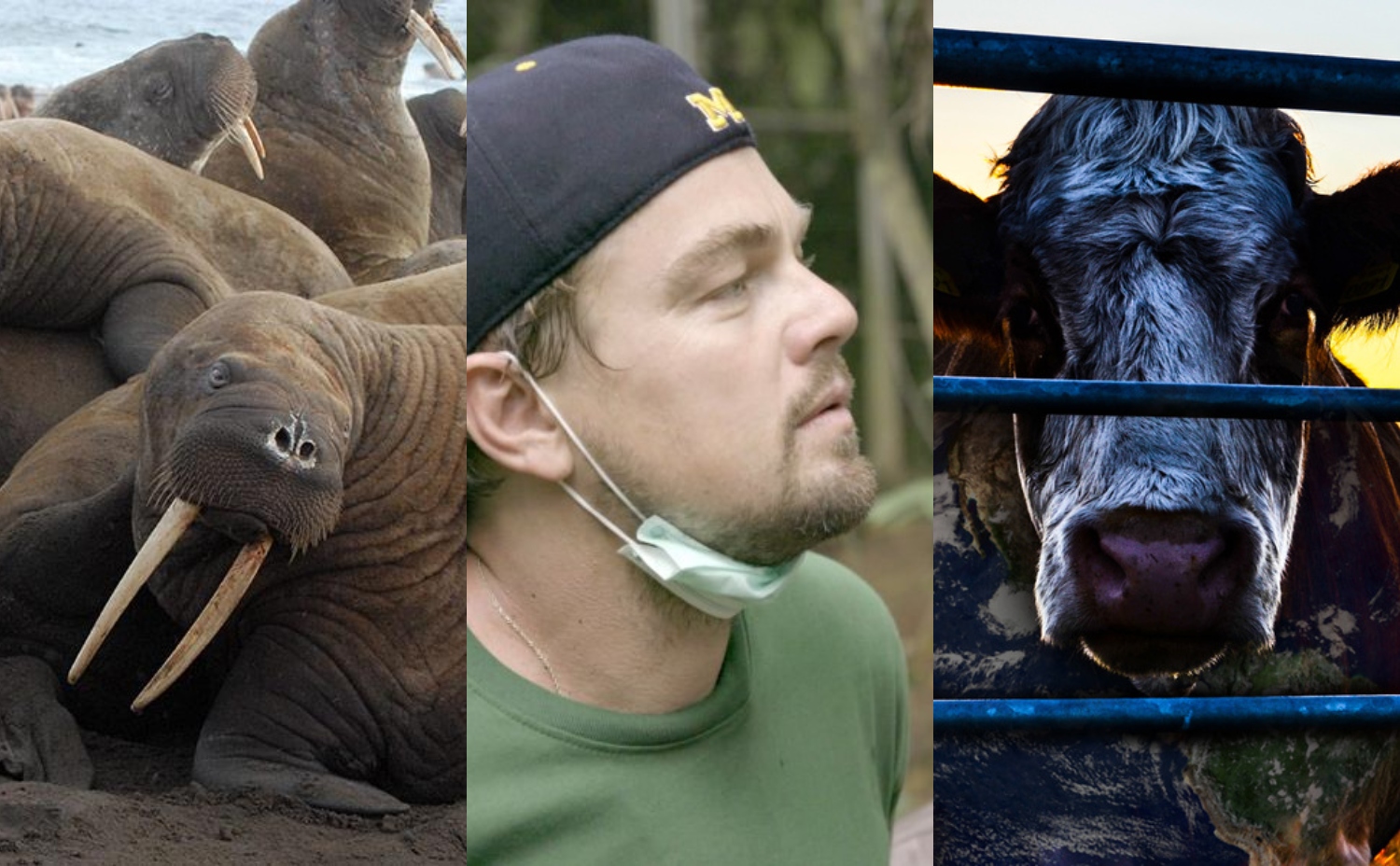 NAJLEPSZE filmy DOKUMENTALNE o ZMIANACH KLIMATYCZNYCH