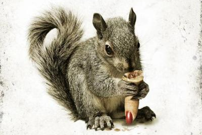 Squirrels - teaser