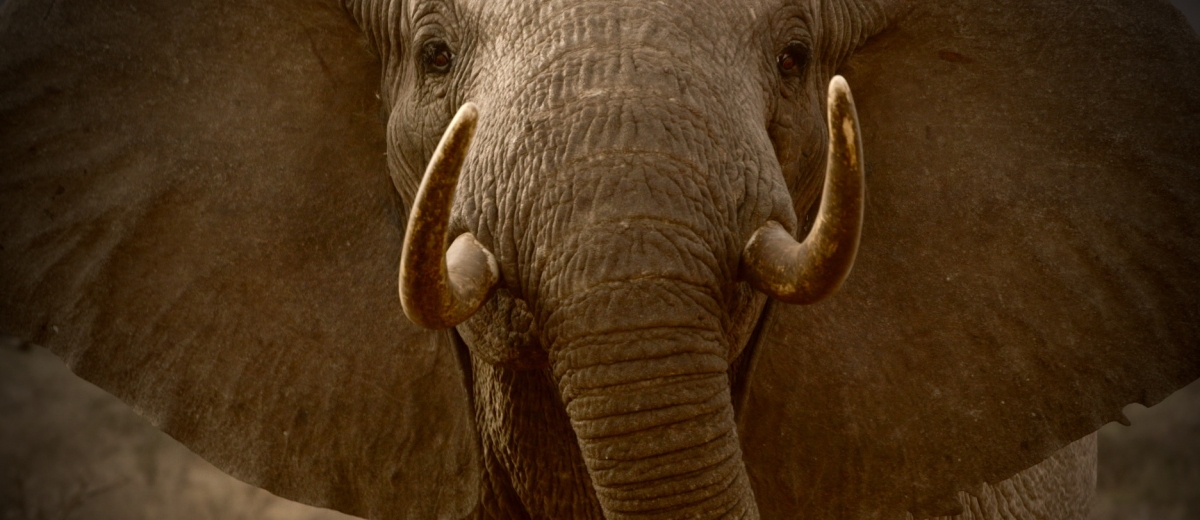 The Ivory Game (CAMERIMAGE 2016)