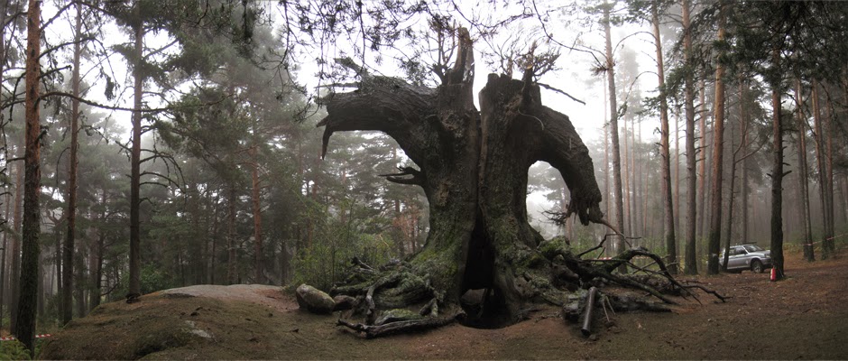 arbol_3