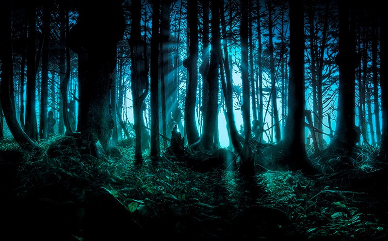 forest 3