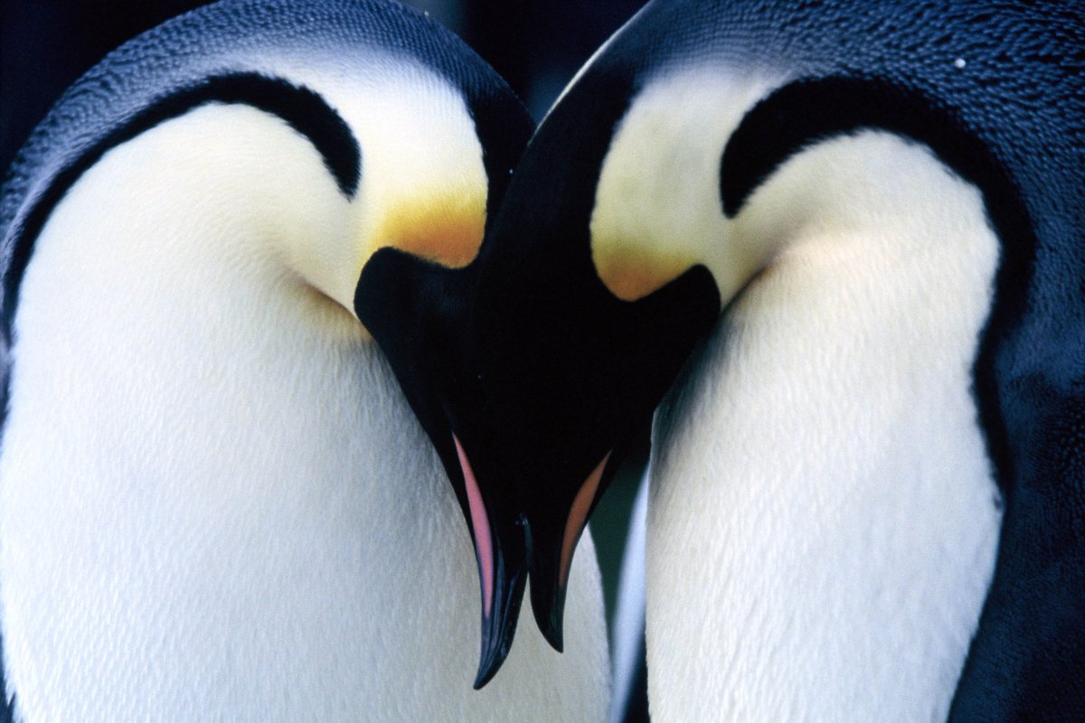 penguins