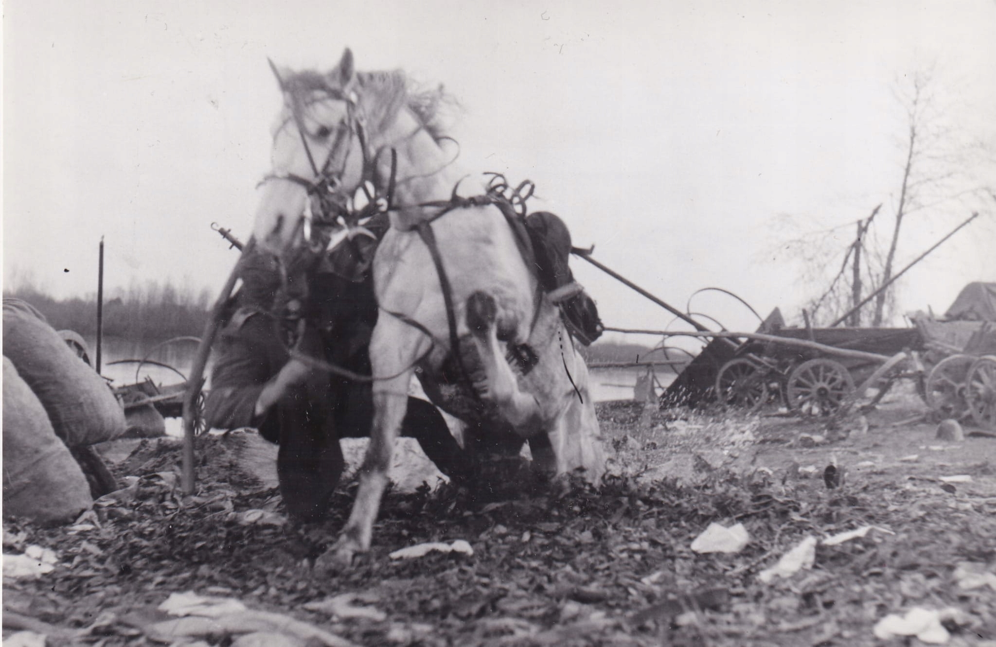 Two horses hitched together in a war-torn field, with debris and broken carts around them awaiting further action.